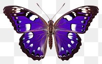 PNG Purple Emperor Butterfly butterfly animal insect. AI generated Image by rawpixel.