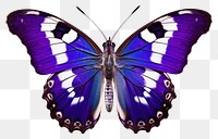 PNG Purple Emperor Butterfly butterfly animal insect