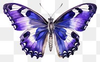 PNG Purple Emperor Butterfly butterfly animal insect. 