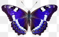 PNG Purple Emperor Butterfly butterfly animal insect. 