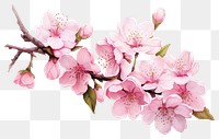 PNG Sakura blossom flower plant. 