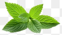 PNG Leaf plant herbs mint.