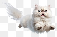 PNG Persian Cat flying animal mammal kitten. AI generated Image by rawpixel.