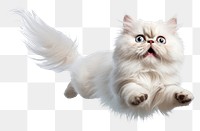 PNG Persian Cat flying animal mammal kitten. 