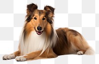 PNG Dog mammal animal collie. 