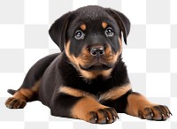 PNG Puppy Rottweiler mammal animal. 