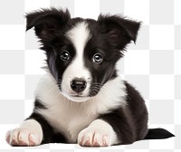 PNG Puppy mammal animal collie. AI generated Image by rawpixel.