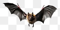 PNG Animal bat wildlife mammal. AI generated Image by rawpixel.