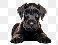 PNG Giant Schnauzer puppy schnauzer animal mammal. 