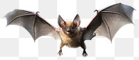 PNG Bat wildlife animal mammal. AI generated Image by rawpixel.