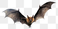 PNG Animal bat wildlife flying. 