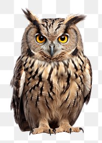 PNG Owl animal bird beak. 