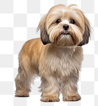PNG Lhasa Apso puppy mammal animal dog. 