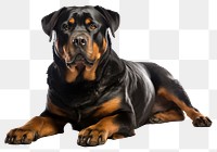 PNG Rottweiler sitting mammal animal