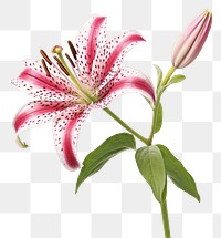 PNG Blossom flower petal plant. AI generated Image by rawpixel.