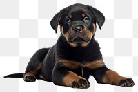 PNG Puppy rottweiler animal mammal. AI generated Image by rawpixel.