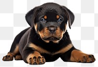 PNG Puppy Rottweiler animal mammal. 