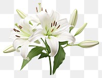 PNG Lily blossom flower plant. 