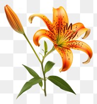 PNG Lily flower plant  