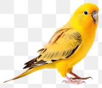 PNG Parakeet animal parrot yellow. 