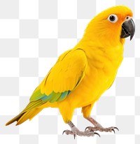 PNG Yellow parrot animal bird  