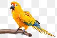 PNG Yellow parrot animal bird white background. 