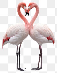 PNG Flamingo animal bird beak. AI generated Image by rawpixel.