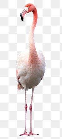 PNG Flamingo animal bird beak. 