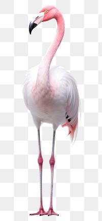 PNG Flamingo animal white bird. 