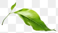 PNG Green leaf falling plant white background freshness. AI generated Image by rawpixel.