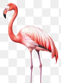 PNG Flamingo animal bird  