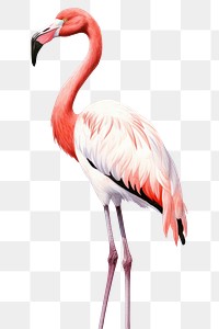 PNG Flamingo animal bird  