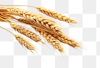 PNG Wheat ears food agriculture accessories