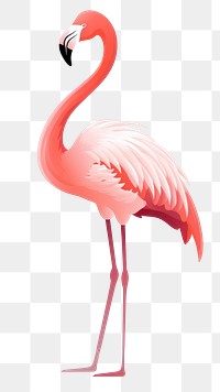 PNG Flamingo animal bird pink. 