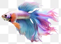 PNG Colourful Betta fish animal white background pomacentridae. AI generated Image by rawpixel.