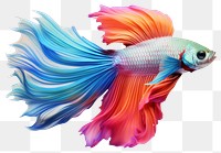 PNG Colourful Betta fish goldfish cartoon animal. 