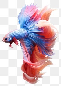 PNG Colourful Betta fish animal white background goldfish. 