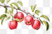 PNG Apple drawing plant fruit