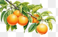 PNG Grapefruit orange plant food