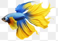 PNG Siamese Fighting Fish fish swimming animal. 