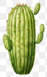 PNG Cactus illustration plant white background freshness. 