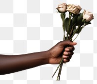 PNG Hand holding flower finger plant rose. 