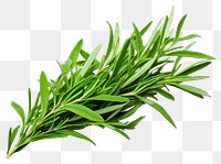 PNG  Tarragon plant herbs food. AI generated Image by rawpixel.