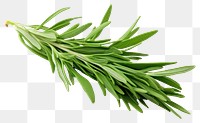 PNG  Tarragon plant herbs leaf. AI generated Image by rawpixel.