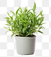 PNG Plant herbs leaf white background. AI generated Image by rawpixel.