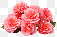 PNG Pink begonia flowers petal plant rose. 