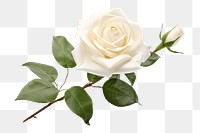 PNG White Rose rose flower plant. AI generated Image by rawpixel.