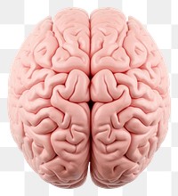 PNG Human brain white background tomography medical