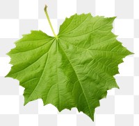 PNG  Grape leaf plant tree white background. AI generated Image by rawpixel.