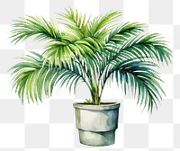 PNG Plant tree leaf houseplant. 